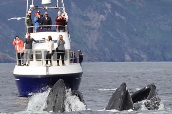 kiwi girl boat charter whale watching